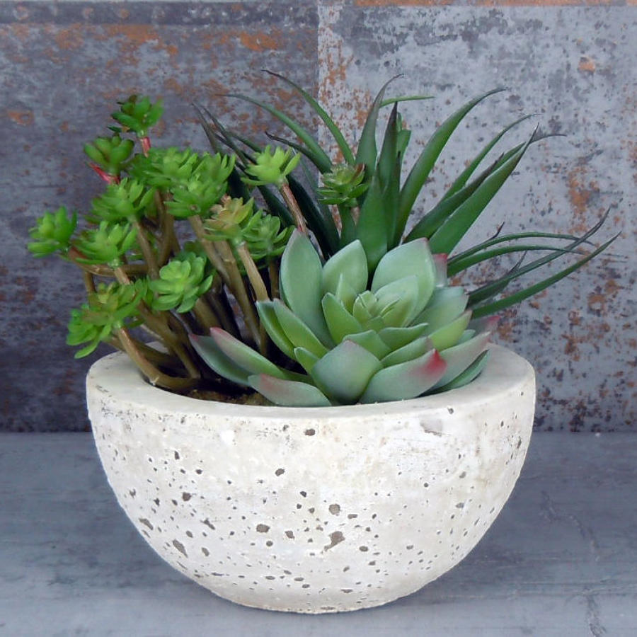 Succulents in cement bowl