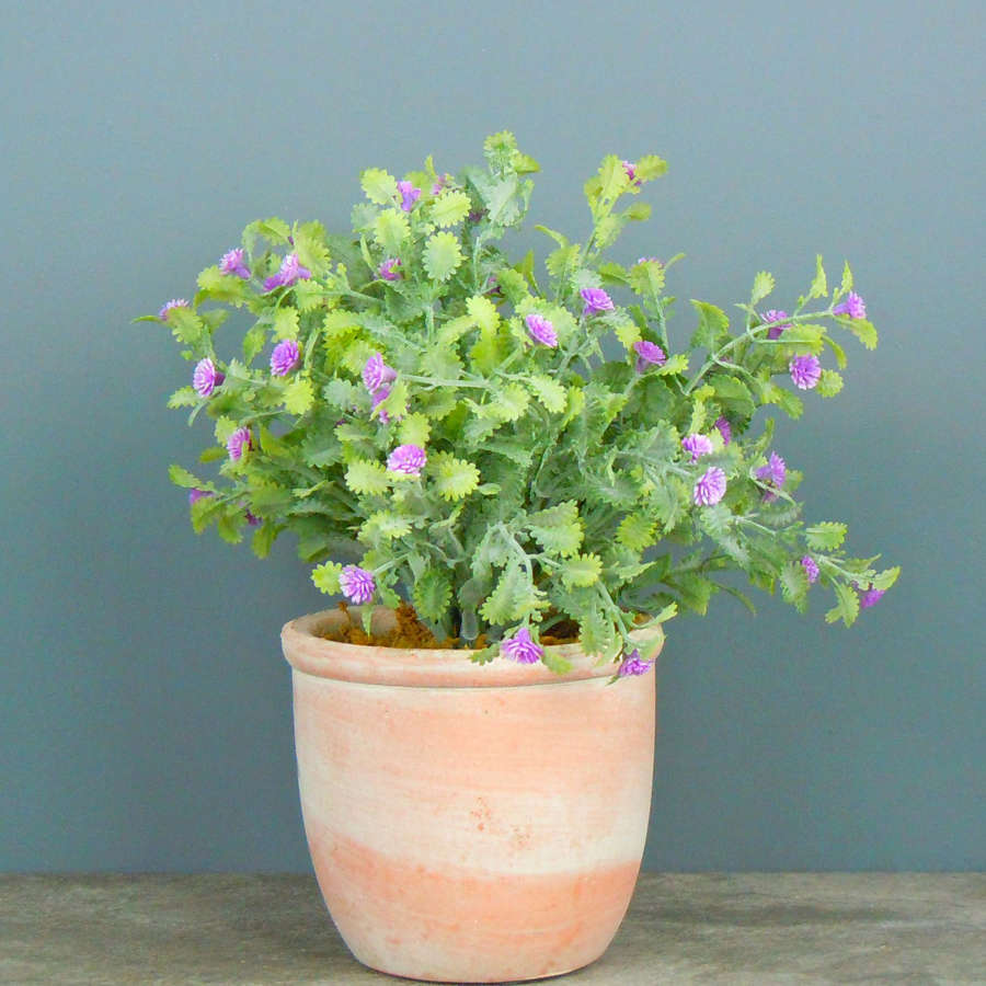 Mini potted lilac coloured flowers