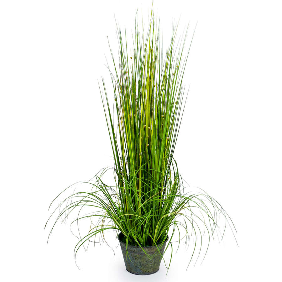 Ornamental Grass plant in galvanised pot