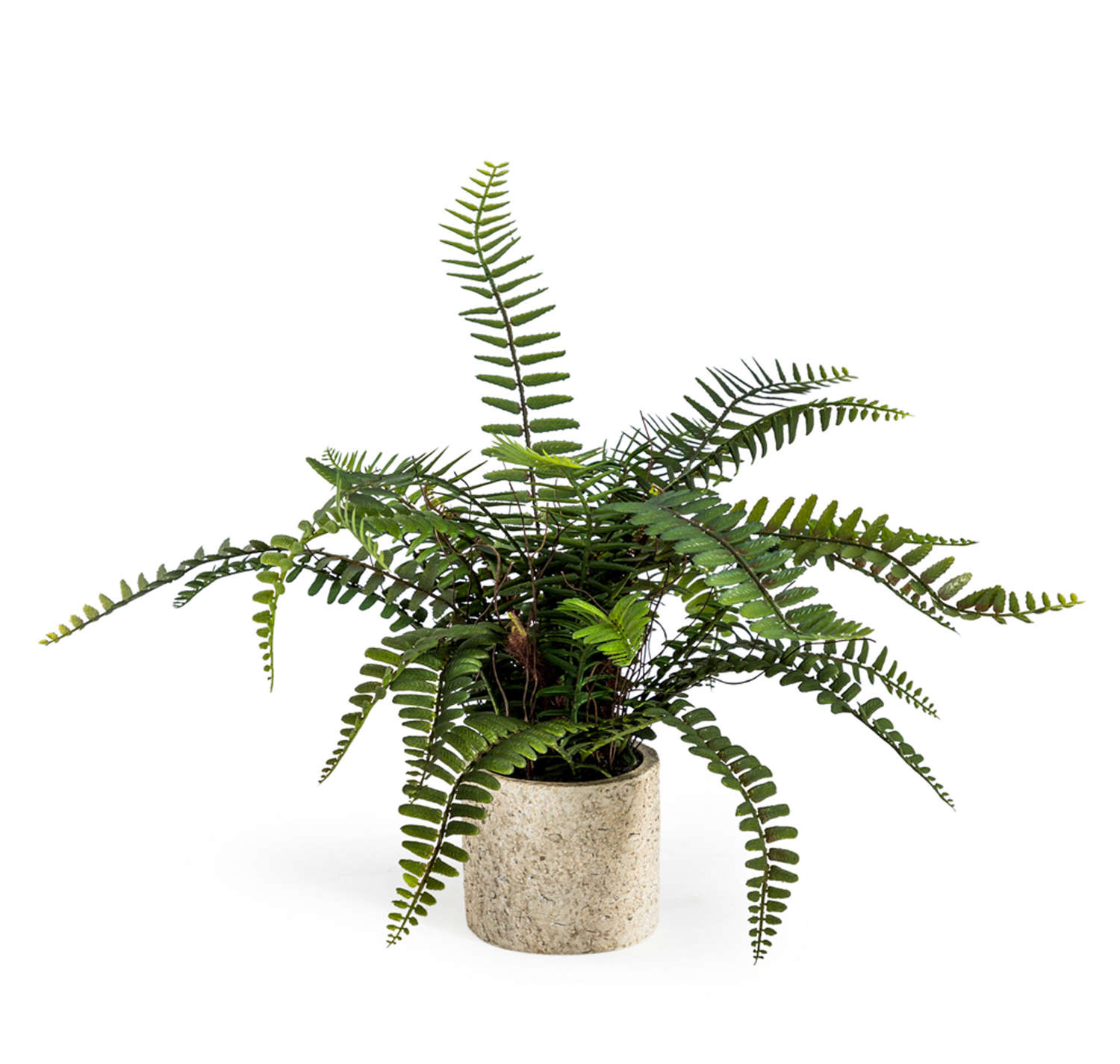 Potted Fern plant